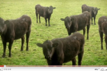 Krave, krave in krave (ki plešejo) / vir: YouTube - thumbnail