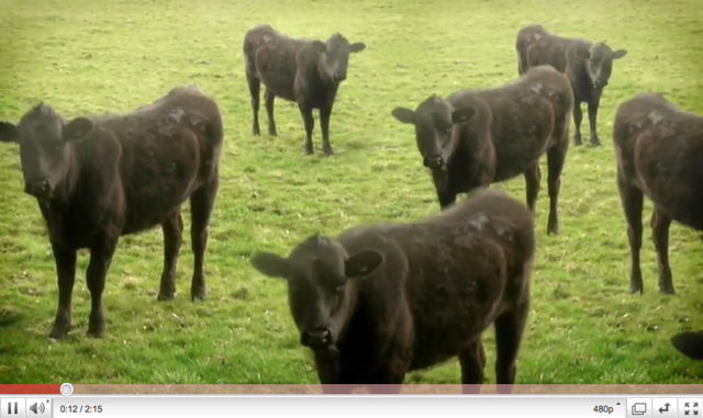 Krave, krave in krave (ki plešejo) / vir: YouTube